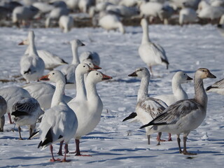 wild snow geese on snow-covered field