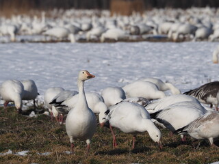 wild snow geese on snow-covered field