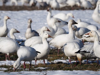 wild snow geese on snow-covered field