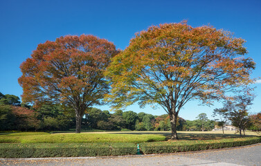 The autumn colored trees at the  garden. Tokyo. Japan