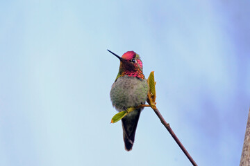 Anna's Hummingbird Perched