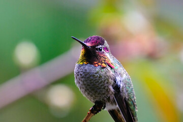 Anna's Hummingbird