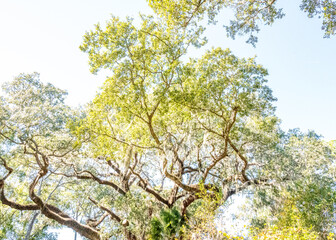 Fototapeta premium Sun shining through the Tree Top