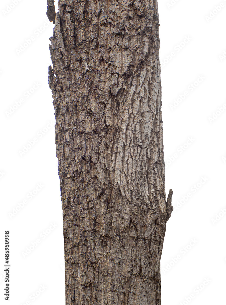 Aufkleber trunk of a tree isolated on white background.