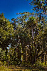 Fototapeta premium Exploring old town Melbourne Florida by the Indian river