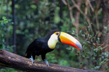 The toco toucan bird on the wood tree in forest