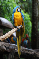 Close up head the Blue and yellow macaw parrot bird in garden