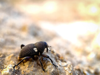 beetle on the ground