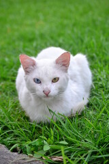 Naklejka na ściany i meble gato albino, gato, blanco, ojo celeste, ojo verde, cesped, grama, gato, gata