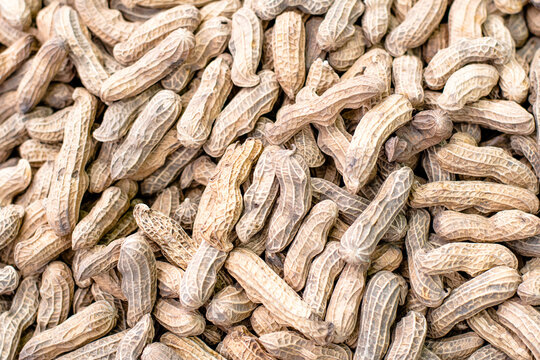 mani, manias, semillas, cacahuate, semilla, alimento, tropical, guatemala, latinoamerica