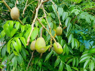 ambarella fruits on tree