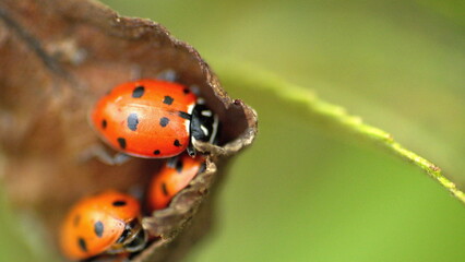 Obraz premium Ladybugs on a brown leaf in Cotacachi, Ecuador
