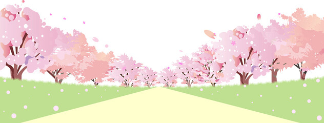 満開の桜の花の続く並木道