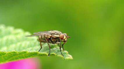 Fly on a leaf in Cotacachi, Ecuador