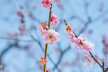 梅の花(ウメ)/春の梅園のお花見