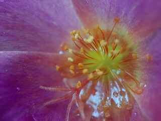 Obraz premium Purple flower with yellow pistil