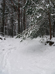 road in winter snowy pine forest, selective focus