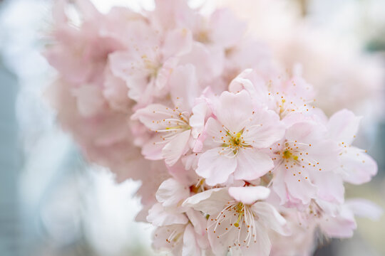 桜の花/サクラ/桜と青空/春の背景画像