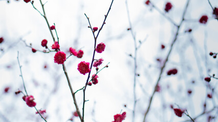 咲き始めた梅園の赤い梅