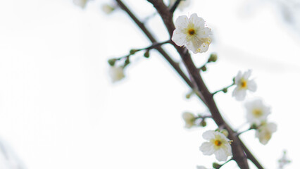 咲き始めた梅園の白い梅