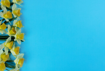 Yellow daffodil flowers for the Easter holiday on sky blue background