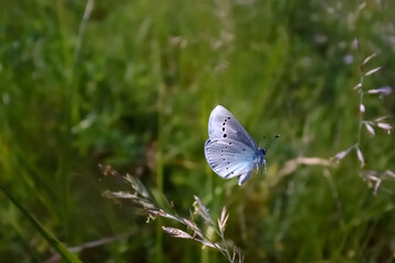 カバイロシジミの飛翔（北海道・斜里町）
