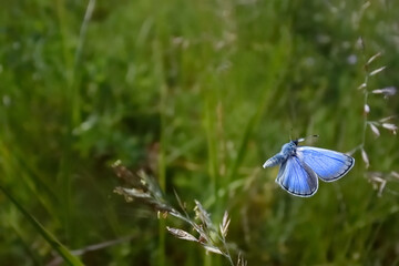 カバイロシジミの飛翔（北海道・斜里町）

