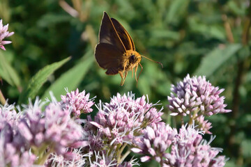 キバネセセリの飛翔（北海道・知床）
