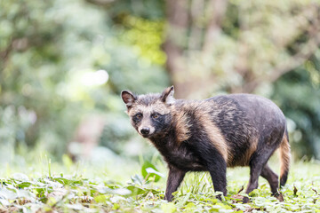 Fototapeta premium 森をさまよう野生のタヌキ