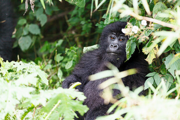 マウンテンゴリラの子供