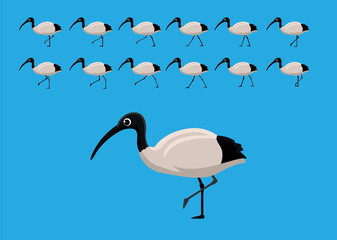 Australian White Ibis Walking Motion Animation Sequence Cartoon Vector Illustration