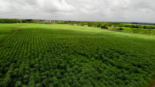 Aerial view on the sugar plantations in Mauritius 
