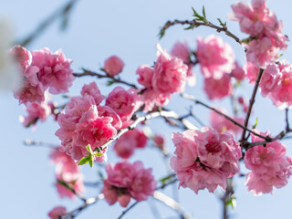 春　しだれ桃　クローズアップ