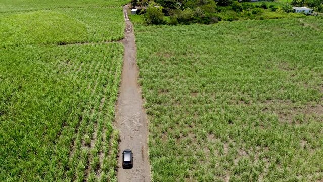 Aerial view on the car driving through sugar plantations in Mauritius 