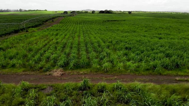 Aerial view on the sugar plantations in Mauritius 