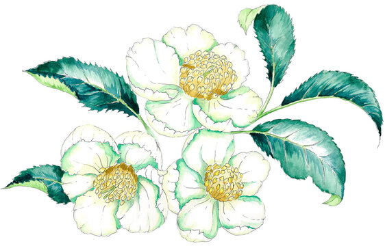 hand painted watercolor illustration of japanese tea flowers, isolated on white background