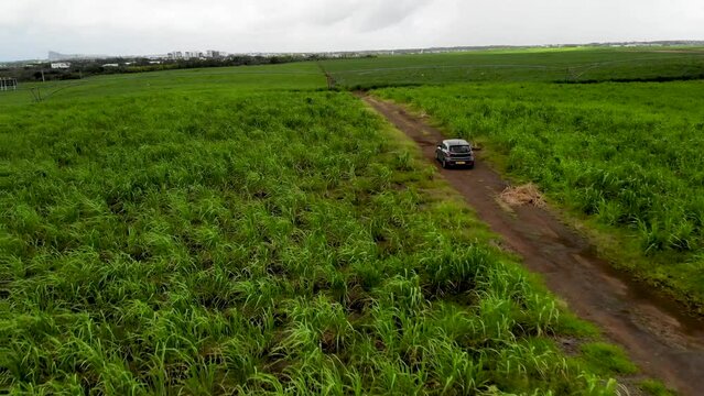 Aerial view on the car driving through sugar plantations in Mauritius 