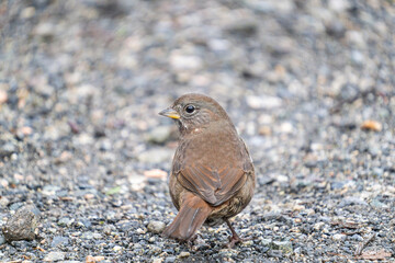 close up profile shot of a cute sparrow standing on the ground in the park
