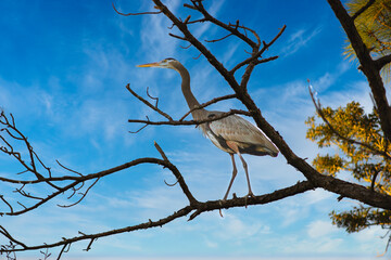 Great Blue Heron