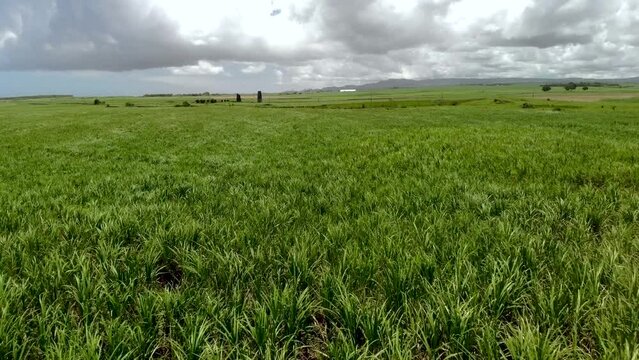 Aerial view on the sugar plantations in Mauritius 
