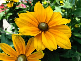 Close up of yellow Indian summer daisy flowers, soft background