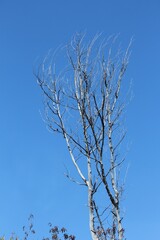 Top view of a leafless young tree, light blue skies in the background