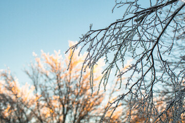 Frozen tree branches in a forest, dramatick lighting from rising sun a d shadowes.