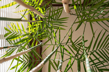 Palm Leaves and Blinds