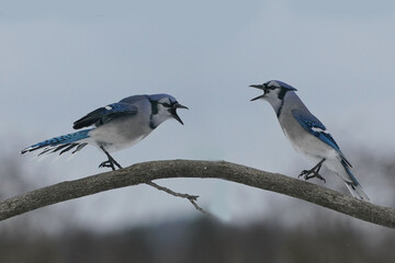 Blue Jays fighting over food on Tray feeder on overcast winter afternoon using threat gestures and pecking to repel competitors
