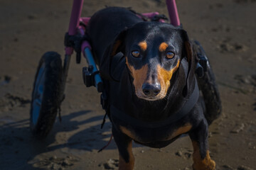 2022-02-08 A DACHSUND WITH BEAUTIFUL EYES STARING DIRECTLY INTO THE CAMERA AT THE OCEAN BEACH NEAR SAN DIEGO OFF LEASH DOG PARK WITH A PINK HANDICAP CART