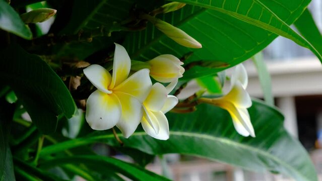 Close-up view of a plumeria flower