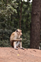 Alone monkey