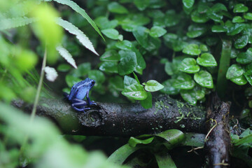 the blue poison dart frog