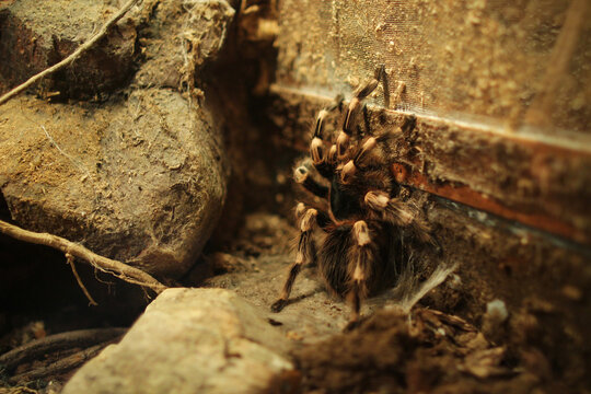  exotic animal spider theraphosa blondi